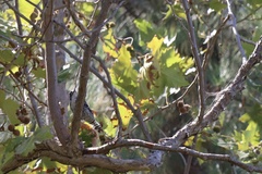 Dryobates nuttallii