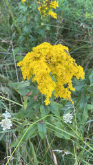 Solidago juncea