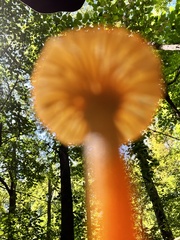 Pluteus chrysophlebius