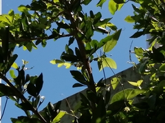 Heliconius charithonia vazquezae