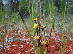 Scheuchzeria palustris