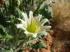 Codon royenii
