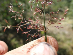 Agrostis gigantea
