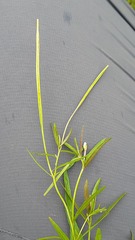 Epilobium palustre