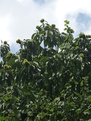 Castanea dentata