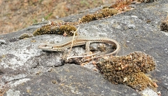 Podarcis muralis