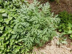 Parthenium hysterophorus