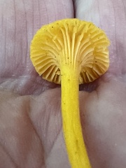 Pluteus chrysophlebius