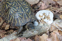 Terrapene carolina bauri