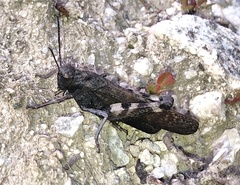 Psophus stridulus