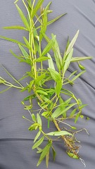 Epilobium palustre