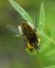 Bombyliinae