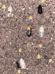 Ponometia elegantula