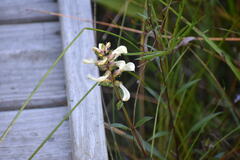 Pedicularis lanceolata