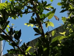 Heliconius charithonia vazquezae