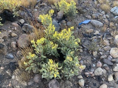 Arctostaphylos glandulosa