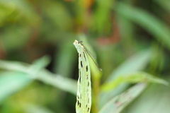 Ischnura
