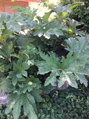 Gunnera manicata