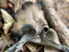 Craterellus fallax