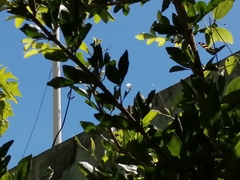 Heliconius charithonia vazquezae