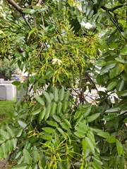 Styphnolobium japonicum