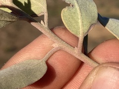 Arctostaphylos glandulosa