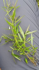 Epilobium palustre