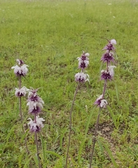 Monarda citriodora austromontana