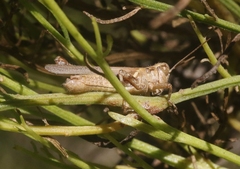 Melanoplus yarrowii