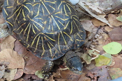 Terrapene carolina bauri