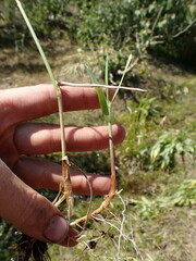 Agrostis gigantea