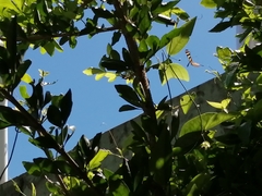 Heliconius charithonia vazquezae