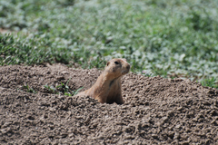 Cynomys ludovicianus