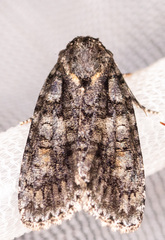 Acronicta