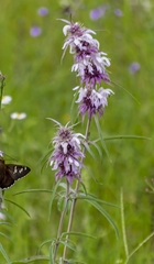 Monarda citriodora austromontana