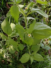 Galinsoga quadriradiata