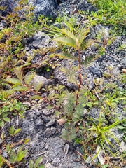 Chamaecrista nictitans