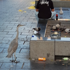 Ardea cinerea
