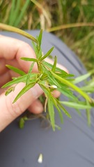 Epilobium palustre