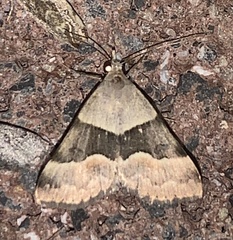 Hemeroplanis incusalis