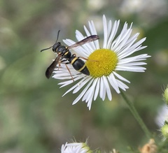 Parancistrocerus perennis