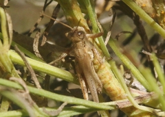 Melanoplus yarrowii
