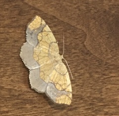 Nematocampa resistaria