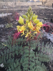Erythrostemon gilliesii