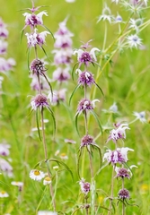 Monarda citriodora austromontana