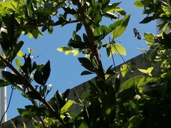 Heliconius charithonia vazquezae