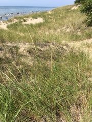 Ammophila breviligulata