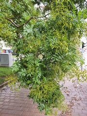 Styphnolobium japonicum