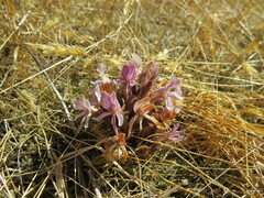 Aphyllon californicum