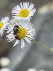 Parancistrocerus perennis